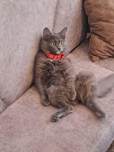 etibarli ellere pisik verirem: Pişiklər — 5