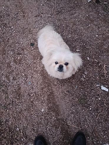 Balıqlar: Pekines, 1 il, Ünvandan götürmə — 1