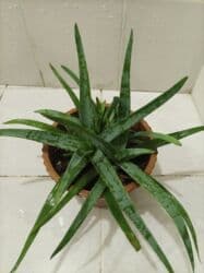 Уличные растения: Aloe vera — 6