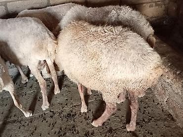 qusar heyvan satışı: Qoyunlar – ətlik dilər biri boğaz di 260 manata kimi var — 3