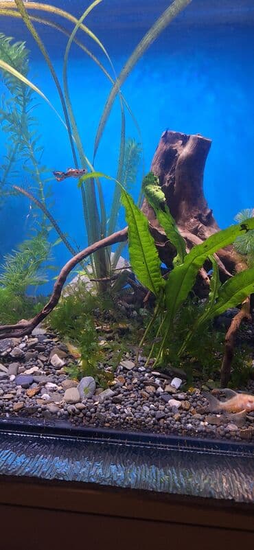 С/х животные и товары: Гуппи, Мирные, Самовывоз — 4