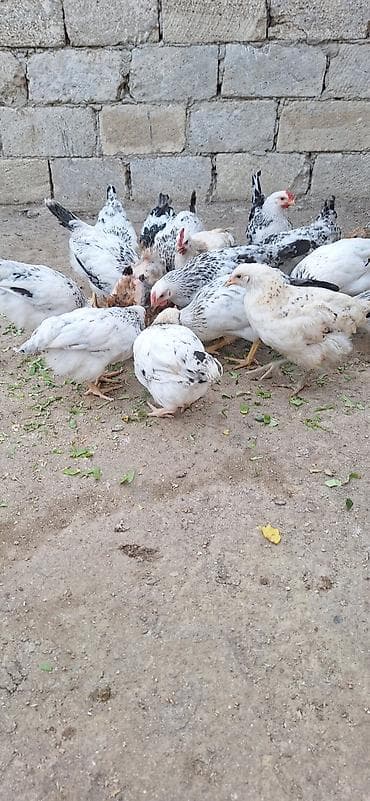 danisan quslar: Yerlik (qarışıq rəngli) cücələr – yumurta və ət istiqamətli — 3