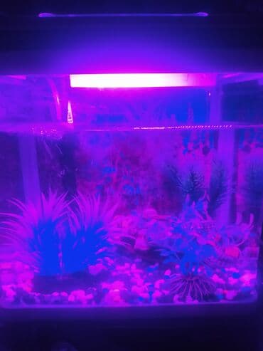 heyvan satışı: Akvarium satılır 20 ltr-lik firma malıdır dekorları ilə birlikdə — 6