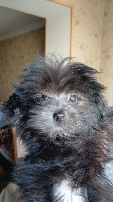 balalı ineylər: Pudel, 1 ay, Erkek — 2