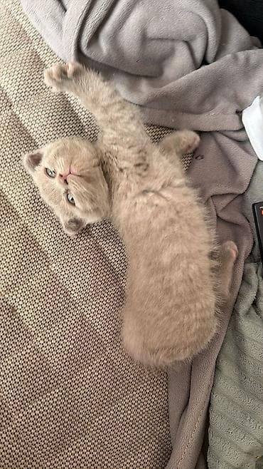 cin bildircin: Şotland, Yaxşı əllərə — 2