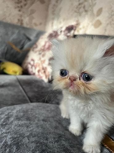 Кошки: Cins pişik balaları - Nadir, yastıqburun tipli, uzun tüklü balalar — 4