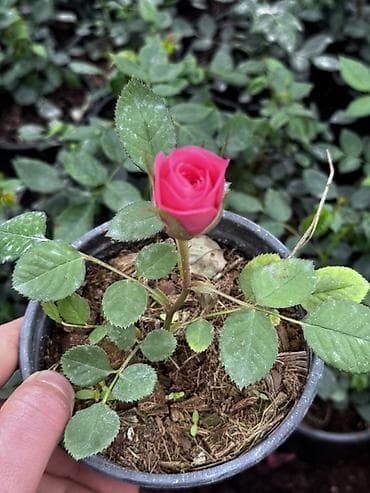 bitki guli: Miniatur qızılgül (Rosa) – saksıda - Növ: kompakt, miniatür qızılgül — 1