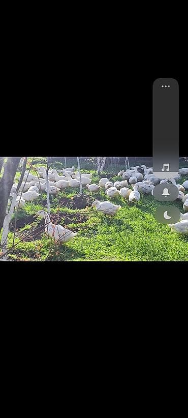 ağ pişik: Məhsul: Ağ ördəklər (sürü halında) Təsvir: - Açıq məkanda otlaqda — 9