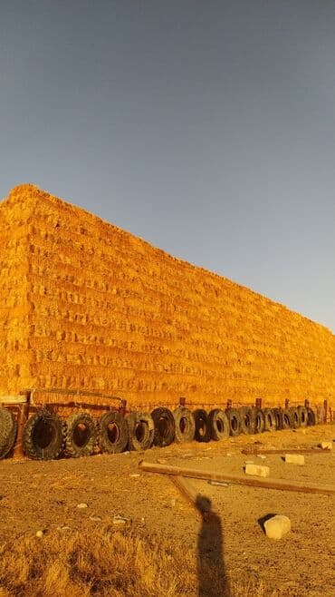 heyvan bazari inekler: Ot presi ela ottdu 8000 ed var tebbi otdu presler 1metrden az deyil — 2
