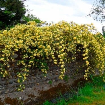 go green roto 43: Ledi benks tikansız sarmaşıg qızıl guller 10azn 15azn 20azn arasında — 3