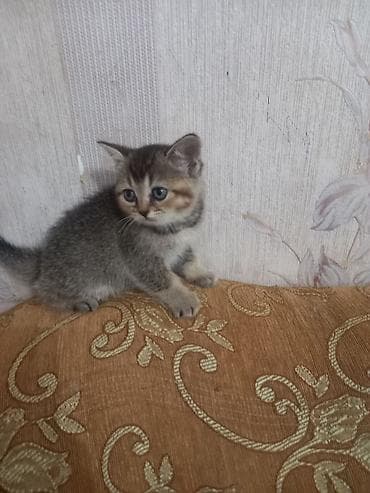 maraqli pişik adları: Tabbi — 3