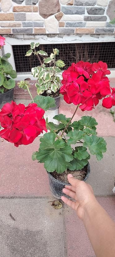 Pelargonium (qərənfilgülü) kolleksiyası – müxtəlif sortlar - Çiçək