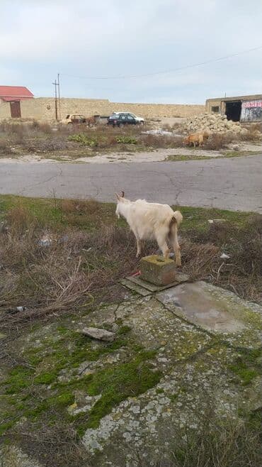 lalafo goyercin satisi: Sarı cəpiş satılır — 1