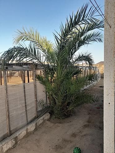 kiparis agaci: Xurma palmı – Satilir hundurluk 3-4metr olar unvan Bilgeh Real — 2