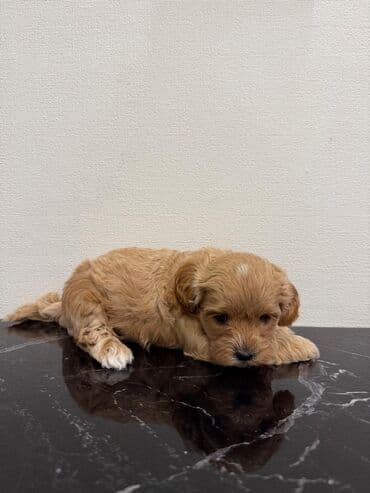 где можно купить собаку мальтипу: Pudel — 14