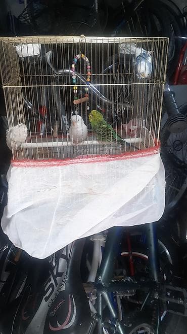 su qabı: Məhsul: Dalmatialı və sarı-yaşıl rəng çalarlarında dalğalı araquşlar — 7