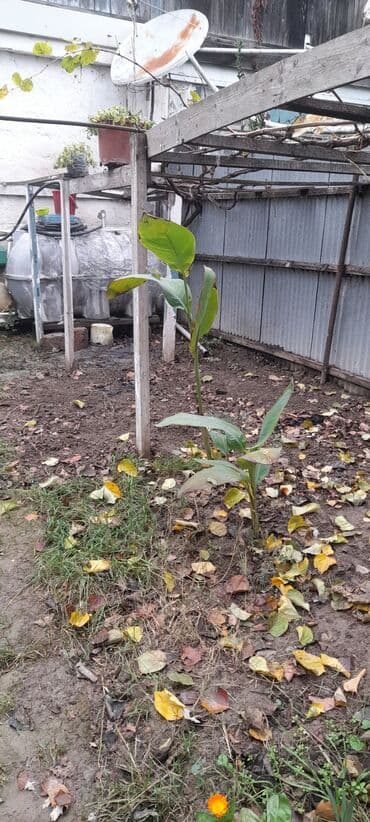 musfiqabad qesebesi kiraye evler: 3 otaqlı, 50 kv. m, Kredit yoxdur, Orta təmir — 2