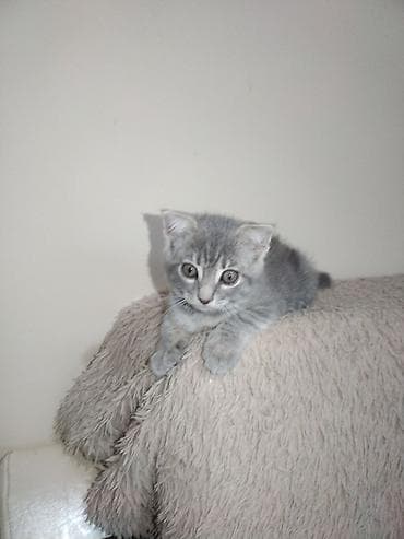 ucuz cuce: Tabbi, Yaxşı əllərə — 4