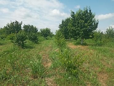 zolotoy us bitkisi: Xacmaz rayonu Gödekli kendinde 46 sot bağ satılır bağda 20 eded 14 — 3