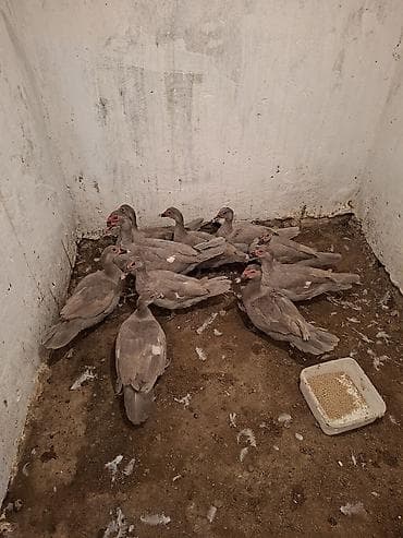 cane corso yavru: Temiz cins cavan lavanda ordekleri satilir tam damazliq 9 disi 1 erkek — 1