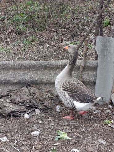 Gəmiricilər: Yerli dişi Qaz – iri cins, boz-qəhvəyi tüklü, ağ quyruqlu Məhsul — 1