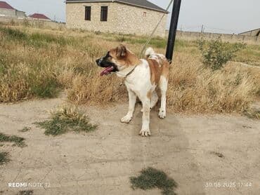 дрессировка собак бишкек: 7 ay erkek kucuy unvan Baki balaxani. itede gedir heyetde axranasi — 4