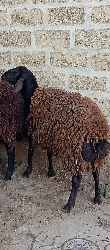 qoyun barter: Salam ünvan Bakıin maştağa kendi obşi 3 baş əsil damazliq üçün qoçlar — 4