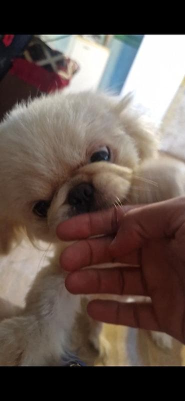 Pekines, 11 ay, Peyvəndli lalafo.az -da Pekines, 11 ay, Peyvəndli