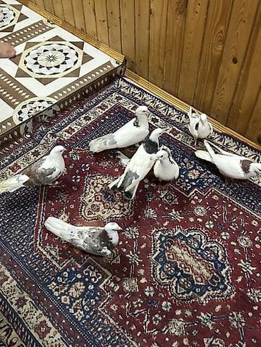 göyercinler: Biri 15 manat — 1