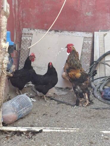 купить цыплят несушек: Курица, Broyler, Для яиц, Самовывоз — 1