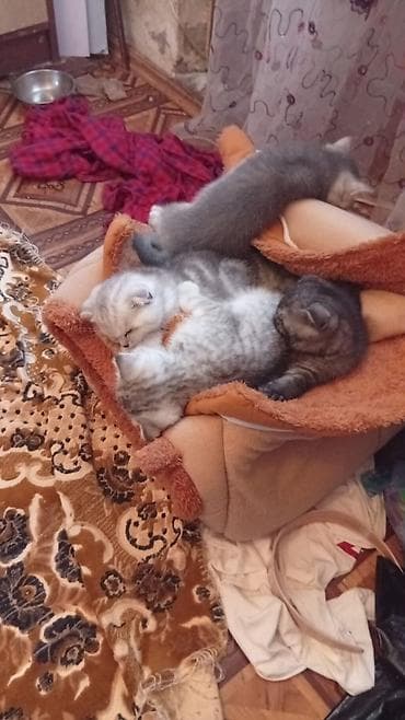 balaca it: Şotland yastı qulaq — 4