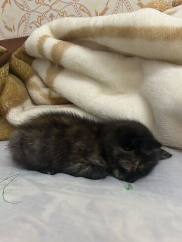 heyvanlara verilən xüsusi adlar: Yaxşı əllərə — 2