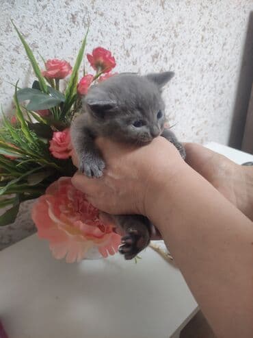 balaca pişik şəkilləri: Yaxşı əllərə — 3