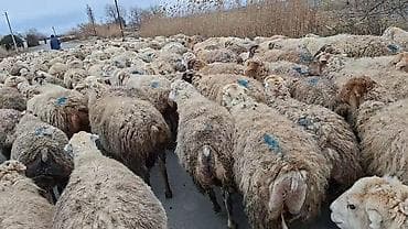 Mal-qara: Qoyun sürüsü – ətlik və yunun istehsalı üçün - Növ: yerli qarışıq — 9