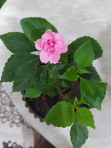 tulpan sekilleri: Otaq bitkiləri dəsti – dekorativ yaşıl və rəngli növlər Tərkib: - — 8