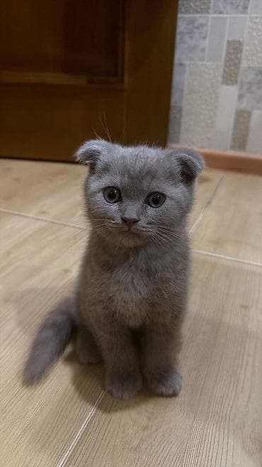 pişik balasi: Şotland yastı qulaq, Erkək, Yaxşı əllərə, Ünvandan götürmə — 1