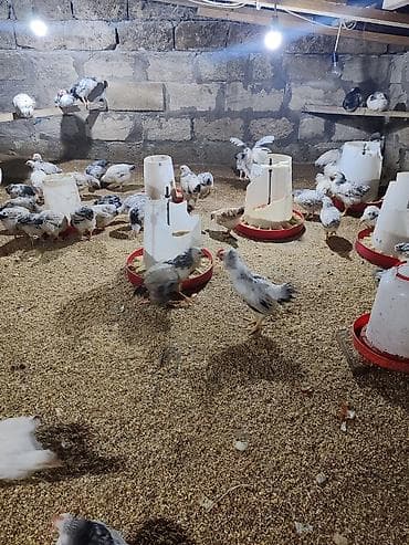 yumurtalik toyuqlar: Təcili Satılır Serebris F6 colpaları 125 ədəd Colpa irili xırdalı 2 ay — 6