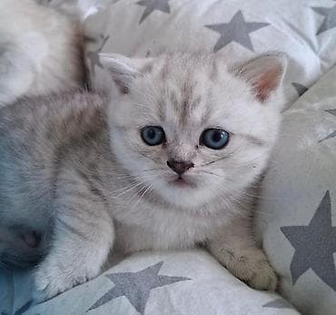 akvarium daşları: Britan, Erkək, Dişi, Yaxşı əllərə, Ünvandan götürmə, Ödənişli çatdırılma — 3