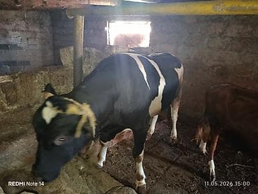 itlerin satisi 2018: Dana öz inəyimizin balasıdır. 250 kq artıqdir Qurbanlıq üçün əla — 4