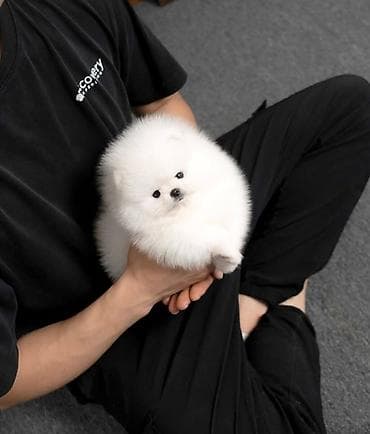 Pudel, 1 ay lalafo.az -da Pudel, 1 ay