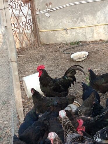 Məhsul: Astroloq xoruzlar Təsvir: - Təmiz cins astroloq xoruzlar. - — 3