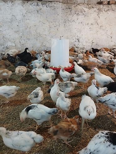 cüce adları: Toyuq cücələri, Damazlıq — 6