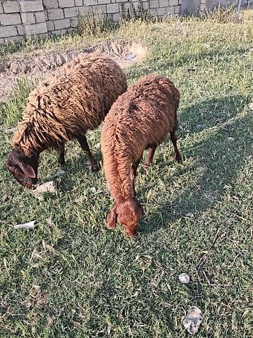 ereb kecisi: Qala qoyunu cavan heyvandi ekiz balasi var erkey disi — 1