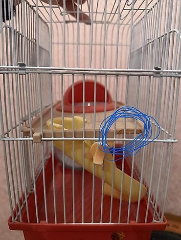 Yataqlar: Sağlam veziyyetdedir lakin şekilde işaretlenen yer qırıqdır oda heç — 4