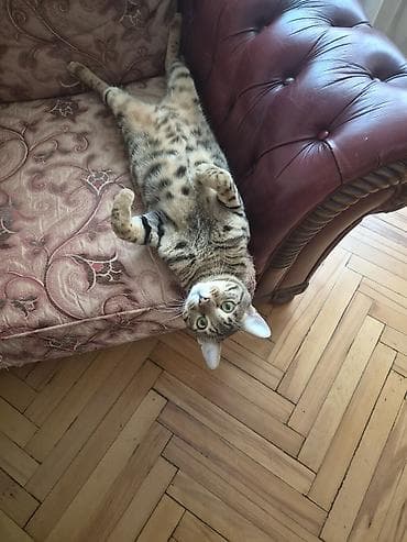 кот: Бенгальская, Самец, В добрые руки, Самовывоз — 4