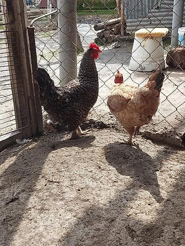 toyuq cüce: Toyuq, Yumurtalıq, Ünvandan götürmə, Ödənişli çatdırılma — 7