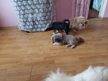 simental inekler azerbaycanda: Pekines, 3 ay, Erkek, Peyvəndli — 4