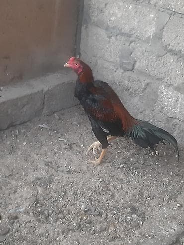 heyvanlar: Salam heyrati tam saqlam heyvandir 10 ayliqdir turk sortudur. whatcap — 5