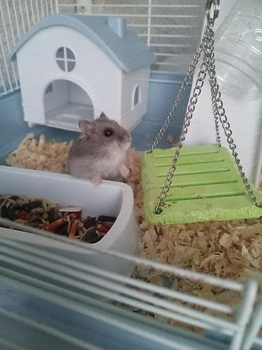Hamster üçün tam avadanlıqla qəfəs dəsti Məhsulun tərkibi: - Metal — 4