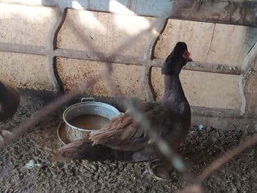 Elanı diqqətlə oxu, sonra əlaqə saxla.barter və çatdırılma